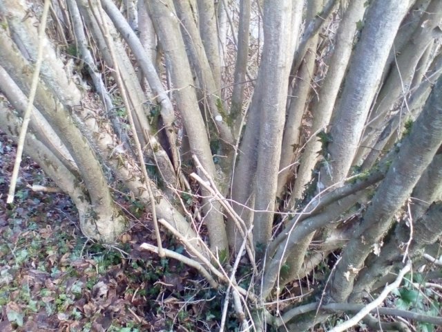 Bild von