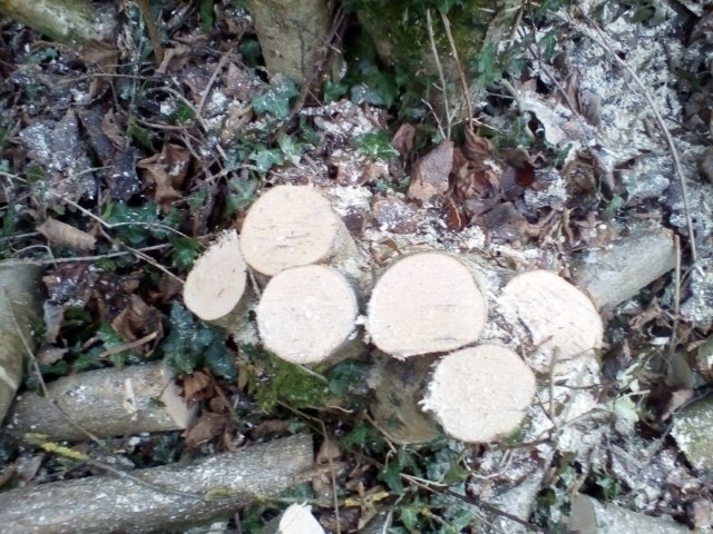 Bild von