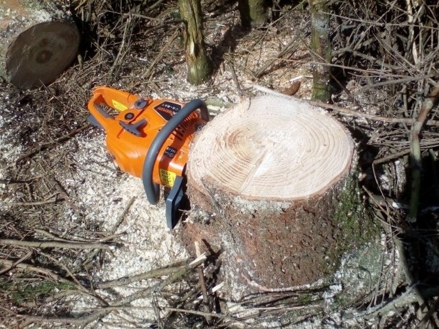 Bild von