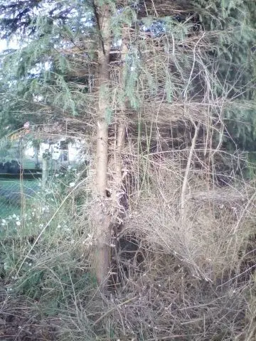 Bild von