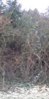 Bild von Brombeerhecken Urwald Schwarzbeeren