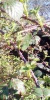 Bild von Brombeerhecke