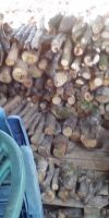 Bild von