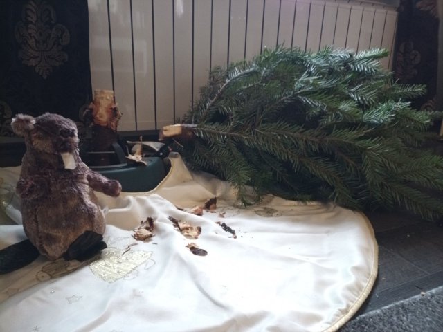 Bild von Biber Weihnachtsbaum
