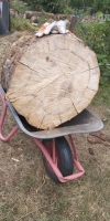 Bild von Breenholz Schubkarre