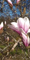 Blumen Blüte Garten
