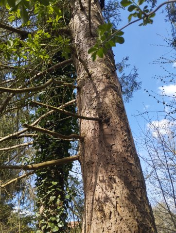 Brennholz mit der Kettensäge Greencut Baug Demon Scheppach Güde Fuxtec Motorsäge aus dem Baumarkt aus China selbst machen für den wasserführenden Ofen zum Geld sparen und günstig Heizen