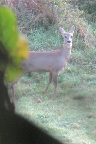 Bild von Reh